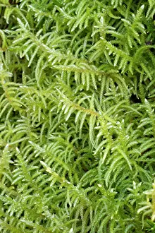 Finistere: Neat Feather-moss - Hanvec, Foret du Cranou. Finistere