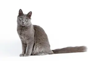 Nebelungs: Nebelung Cat