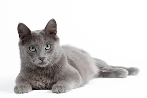 Nebelungs: Nebelung Cat