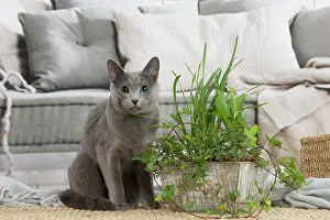 Nebelungs: Nebelung cat indoors