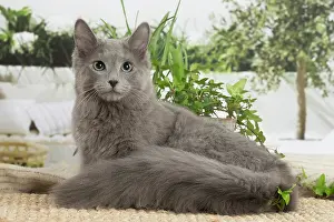 Nebelungs: Nebelung cat indoors