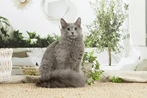 Nebelungs: Nebelung cat indoors