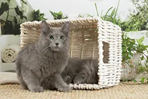 Nebelungs: Nebelung cat indoors