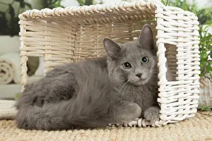 Nebelungs: Nebelung cat indoors