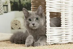 Nebelungs: Nebelung cat indoors