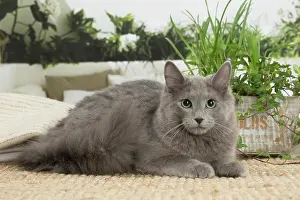 Nebelungs: Nebelung cat indoors