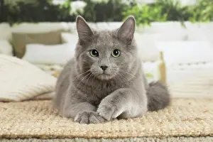 Nebelungs: Nebelung cat indoors
