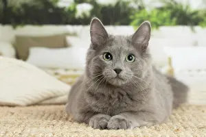 Nebelungs: Nebelung cat indoors