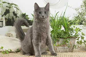 Nebelungs: Nebelung cat indoors