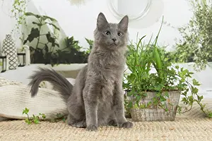 Nebelungs: Nebelung cat indoors