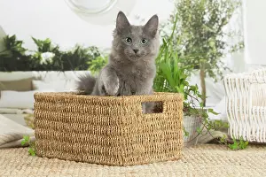 Nebelungs: Nebelung cat indoors