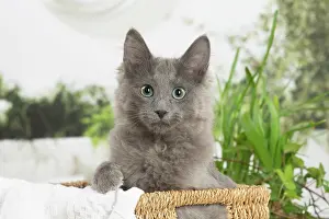Nebelungs: Nebelung cat indoors