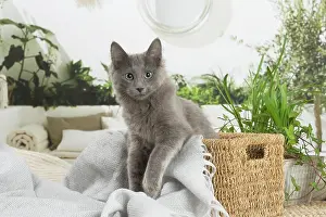 Nebelungs: Nebelung cat indoors
