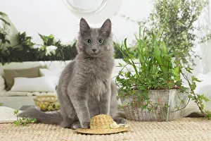 Nebelungs: Nebelung cat indoors