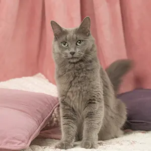 Nebelung: Nebelung cat indoors