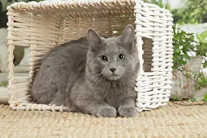 Nebelungs: Nebelung cat indoors