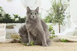 Nebelungs: Nebelung cat indoors