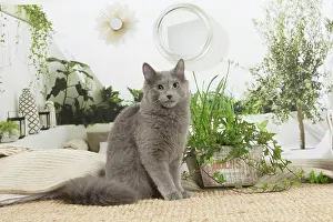 Nebelungs: Nebelung cat indoors