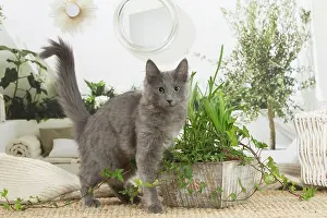 Nebelungs: Nebelung cat indoors