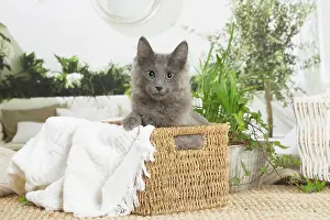 Nebelungs: Nebelung cat indoors