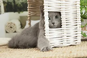Nebelungs: Nebelung cat indoors