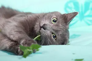 Inboard: Nebelung cat, pedigree cat, semi-long-hair, with