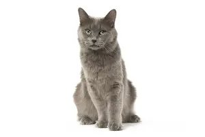 Nebelungs: Nebelung cat in the studio