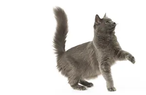 Nebelungs: Nebelung cat in the studio