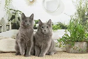 Nebelungs: Two Nebelung cats indoors