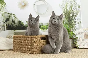 Nebelungs: Two Nebelung cats indoors