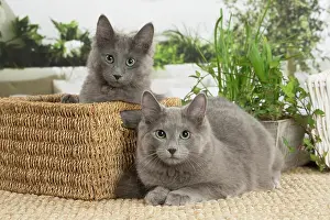 Nebelungs: Two Nebelung cats indoors