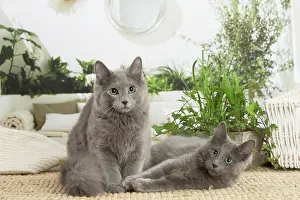 Nebelungs: Two Nebelung cats indoors