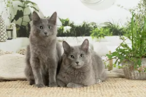 Nebelungs: Two Nebelung cats indoors
