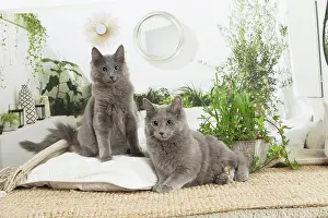 Nebelungs: Two Nebelung cats indoors