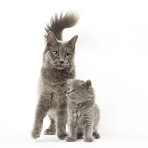 Nebelungs: Nebelung cats in the studio
