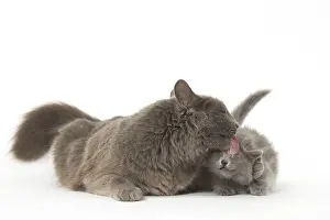 Nebelungs: Nebelung cats in the studio