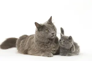 Nebelungs: Nebelung cats in the studio
