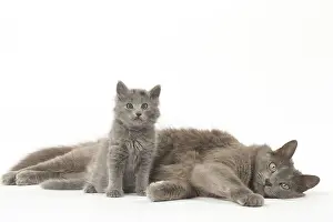 Nebelungs: Nebelung cats in the studio
