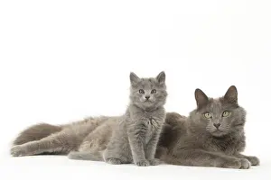 Nebelungs: Nebelung cats in the studio