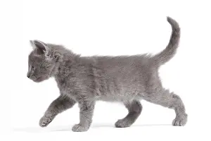 Nebelungs: Nebelung Kitten