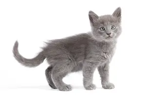 Nebelungs: Nebelung Kitten
