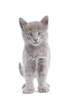 Nebelungs: Nebelung Kitten
