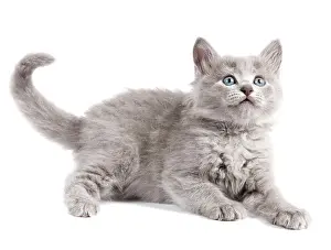 Nebelungs: Nebelung Kitten