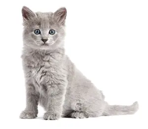 Nebelungs: Nebelung Kitten