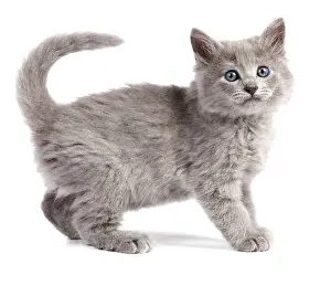 Nebelungs: Nebelung Kitten