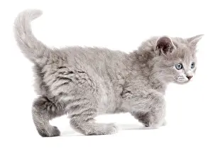 Nebelungs: Nebelung Kitten