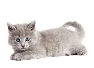 Nebelungs: Nebelung Kitten