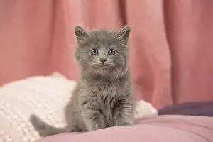 Nebelungs: Nebelung kitten indoors