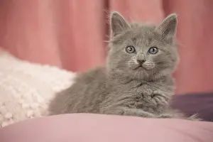 Nebelungs: Nebelung kitten indoors