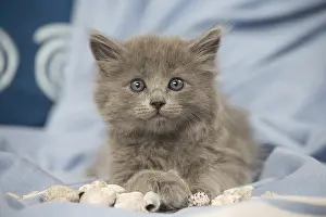 Nebelungs: Nebelung kitten indoors